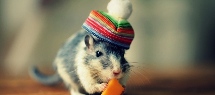 Fondo de pantalla Mouse In Funny Little Hat Eating Cheese 720x320