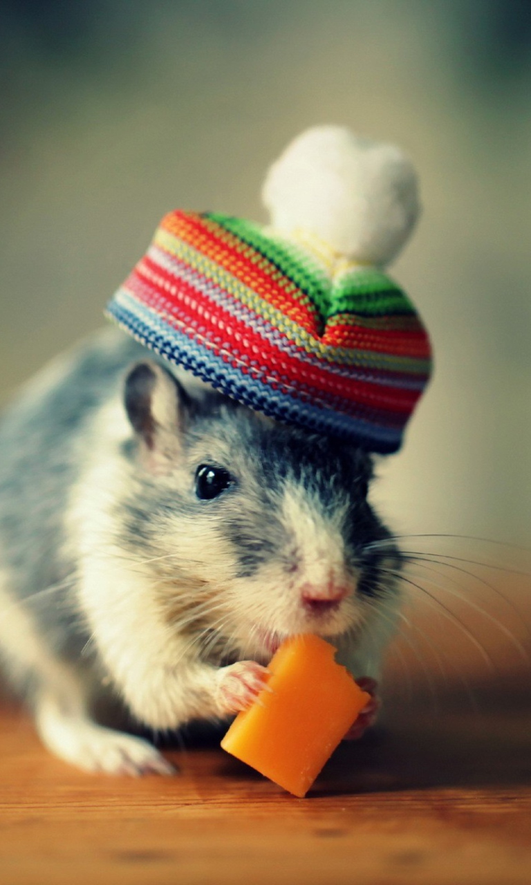 Sfondi Mouse In Funny Little Hat Eating Cheese 768x1280