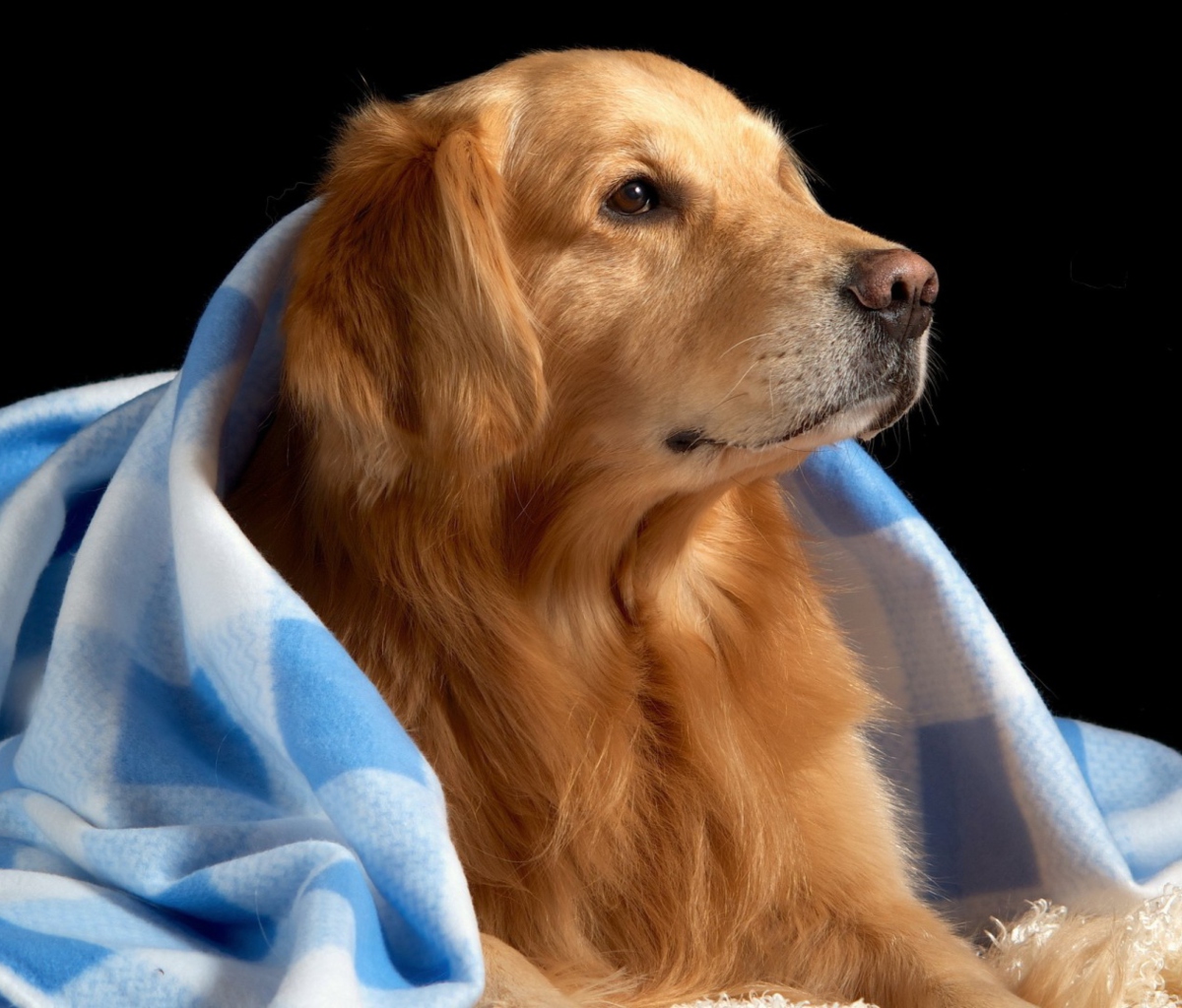 Golden Retriever Under Blue Blanket wallpaper 1200x1024