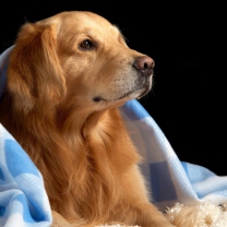 Golden Retriever Under Blue Blanket wallpaper 208x208