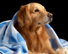 Fondo de pantalla Golden Retriever Under Blue Blanket 220x176