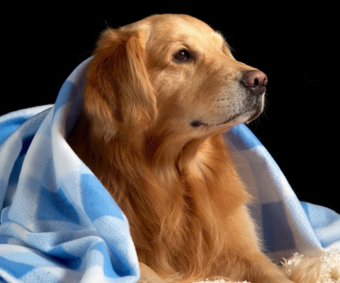 Golden Retriever Under Blue Blanket wallpaper 480x400