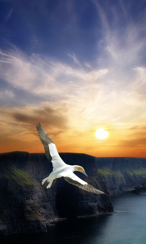 Flight wallpaper 480x800