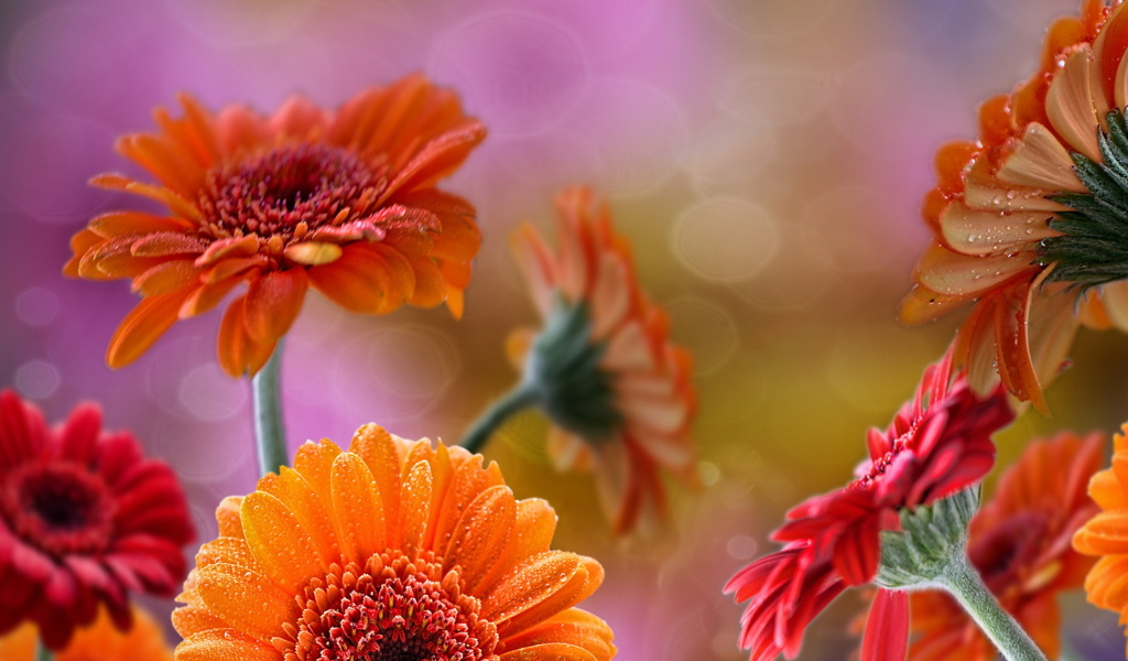 Gerberas Drops HD wallpaper 1024x600