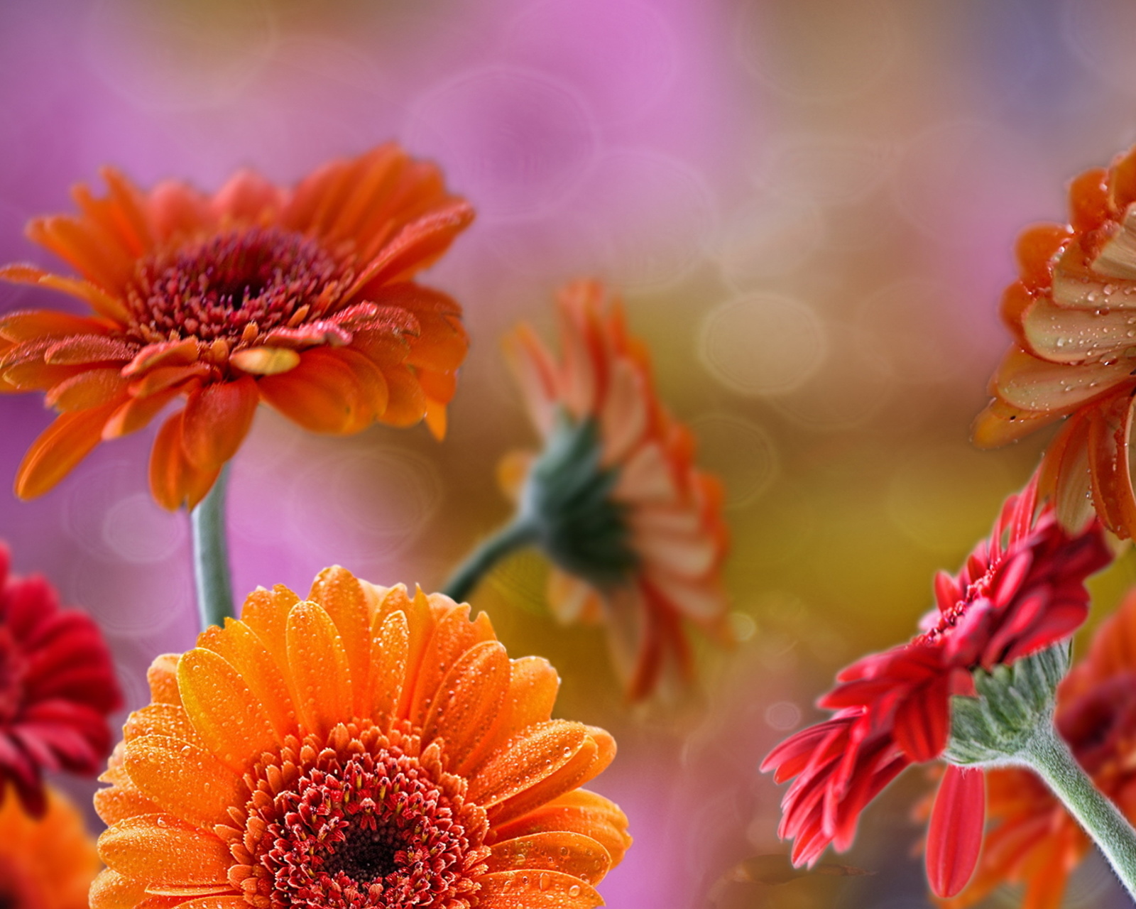 Gerberas Drops HD wallpaper 1600x1280