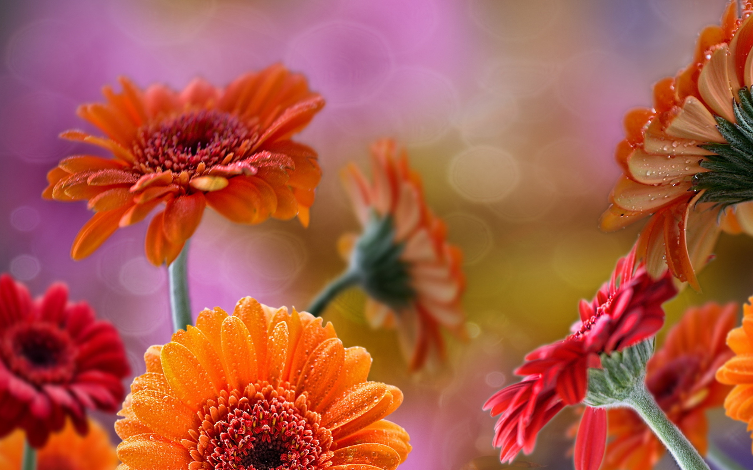 Das Gerberas Drops HD Wallpaper 2560x1600