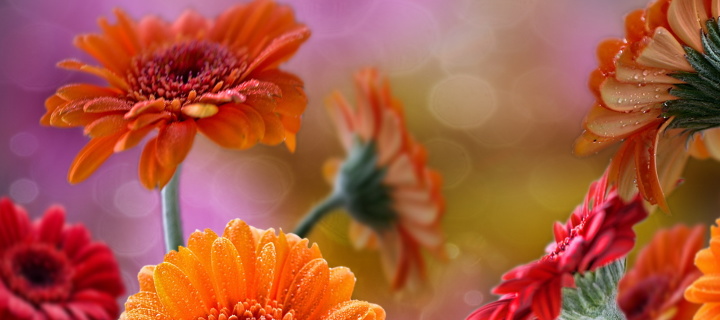 Gerberas Drops HD wallpaper 720x320