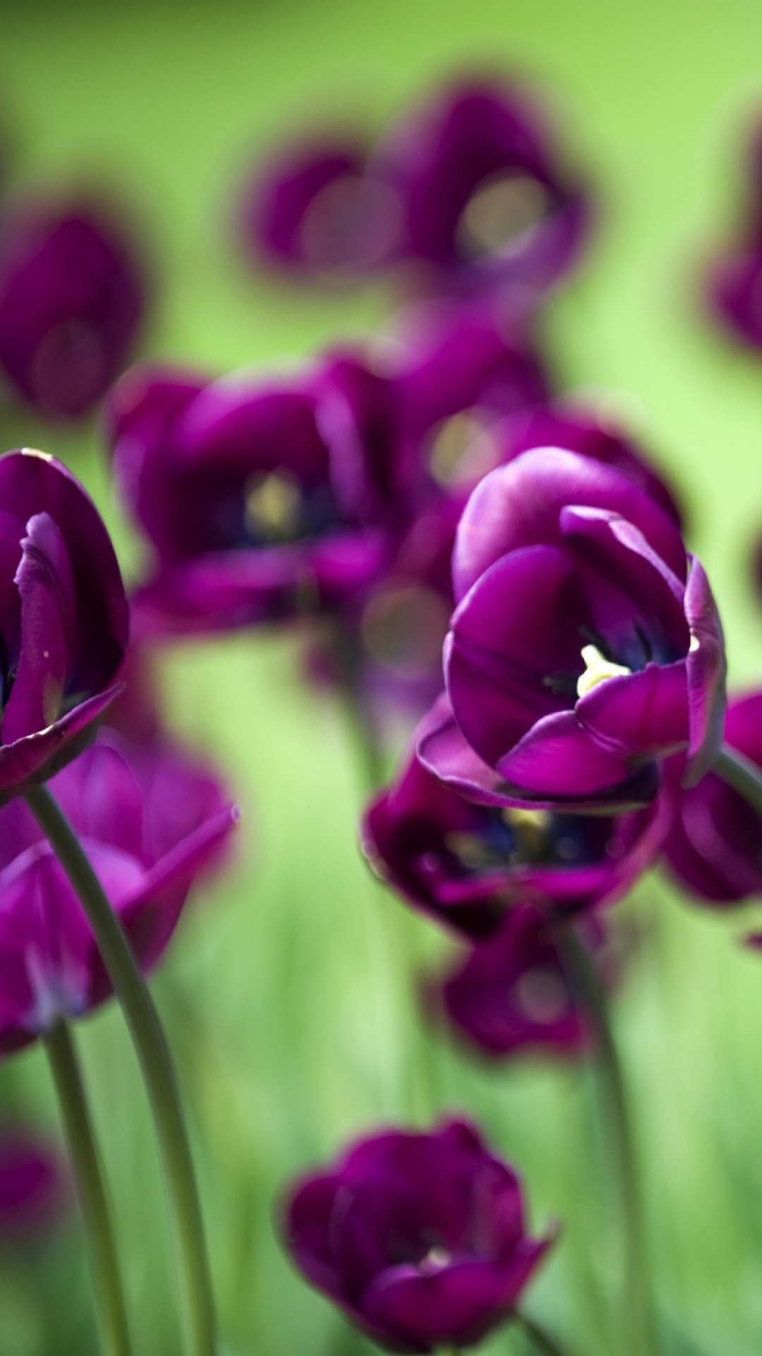 Обои Violet Tulips 1080x1920