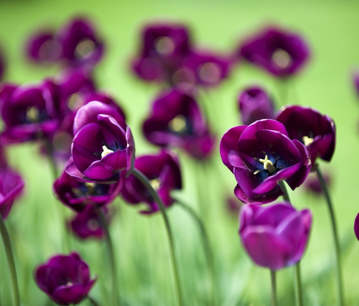 Violet Tulips screenshot #1 1200x1024
