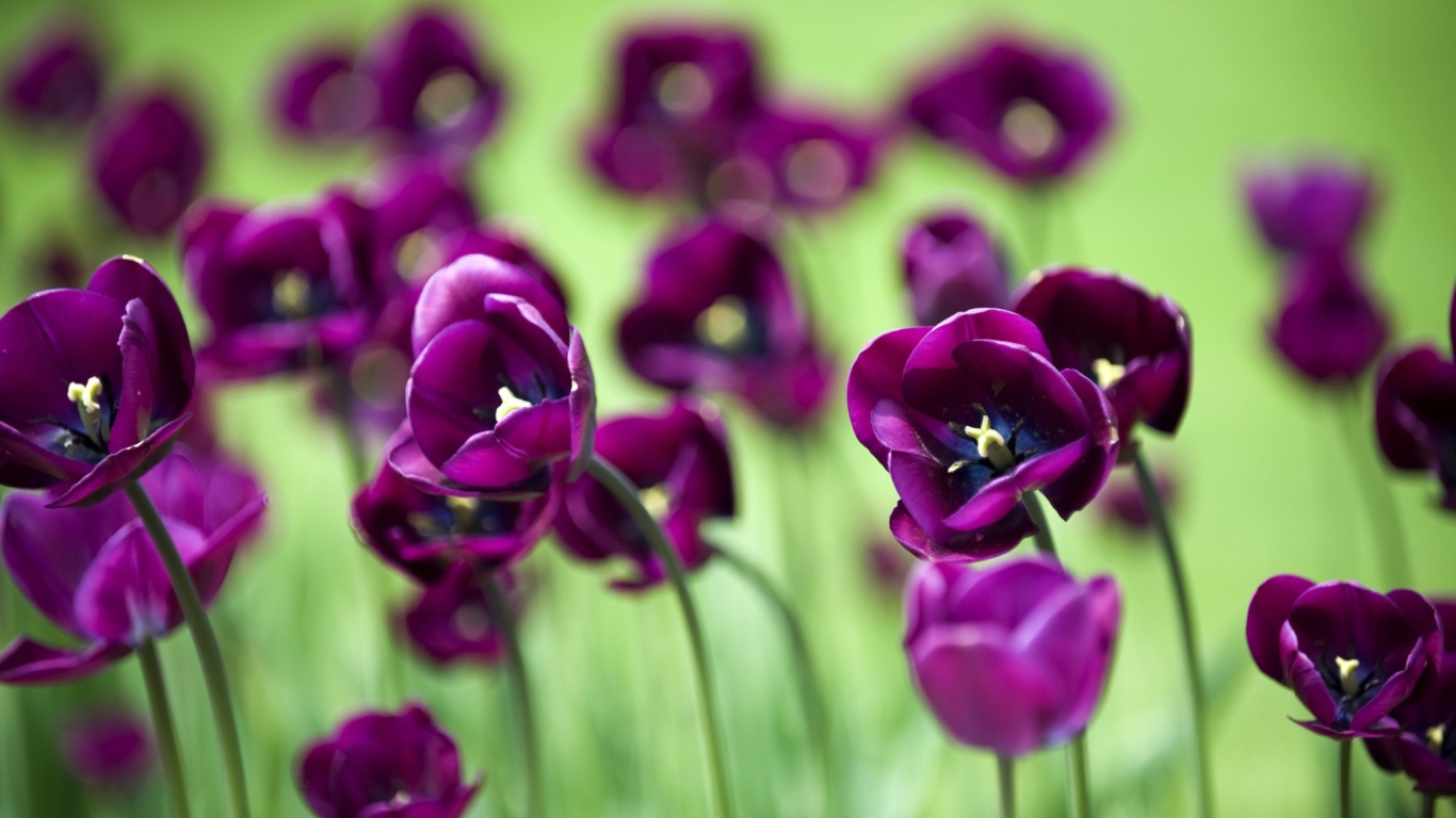 Screenshot №1 pro téma Violet Tulips 1366x768