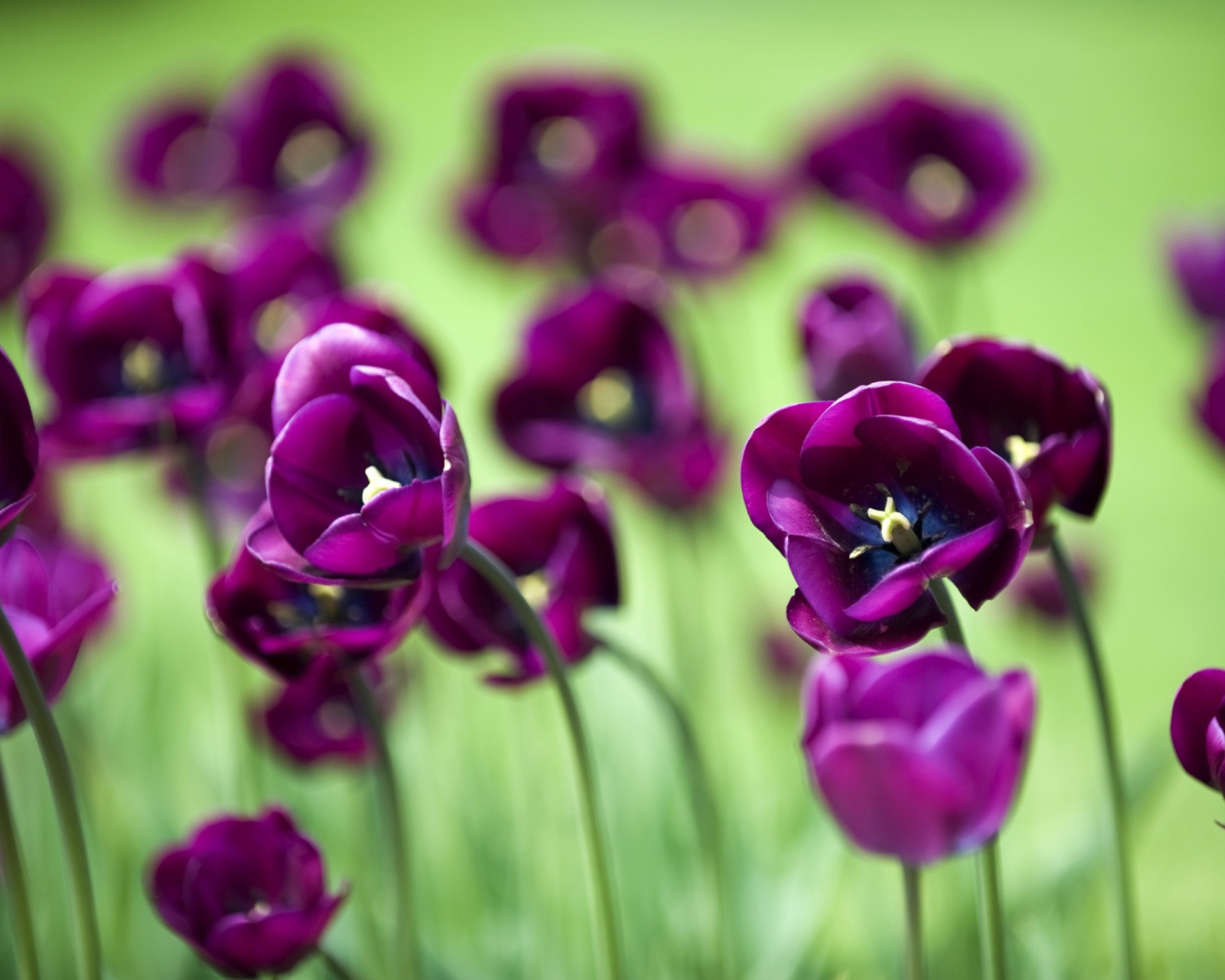 Обои Violet Tulips 1600x1280