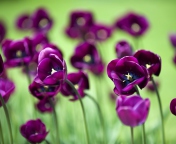 Screenshot №1 pro téma Violet Tulips 176x144