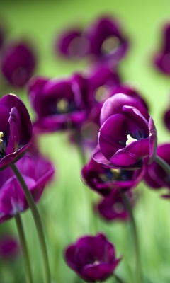 Fondo de pantalla Violet Tulips 240x400