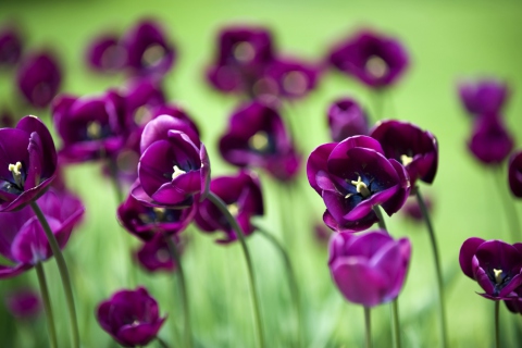 Fondo de pantalla Violet Tulips 480x320