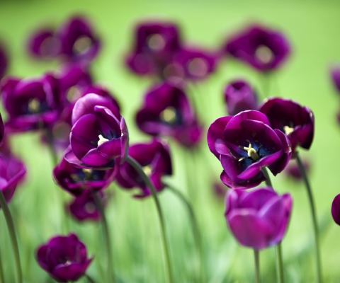 Screenshot №1 pro téma Violet Tulips 480x400