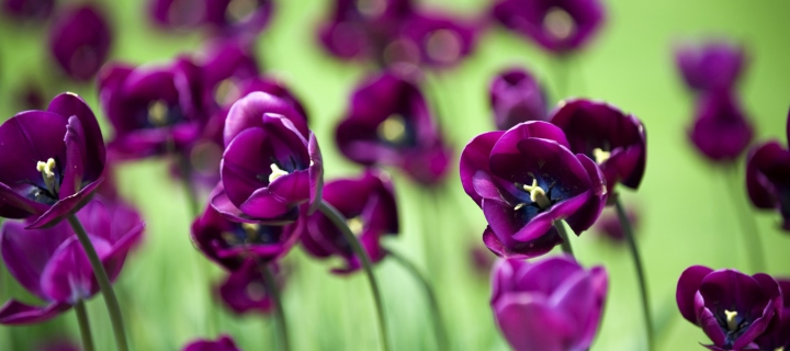 Screenshot №1 pro téma Violet Tulips 720x320