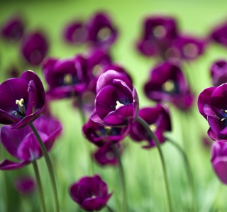 Free Violet Tulips Picture for HP TouchPad