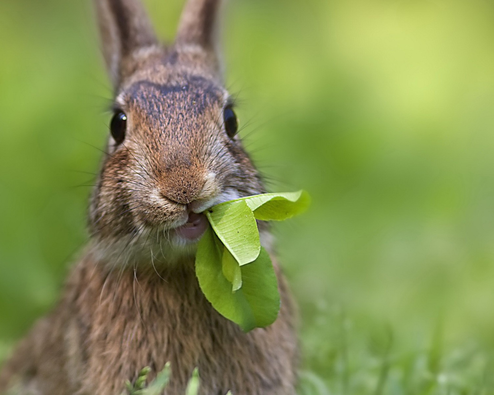 Fondo de pantalla Rabbit And Leaf 1600x1280