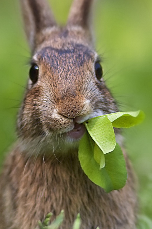 Rabbit And Leaf wallpaper 640x960