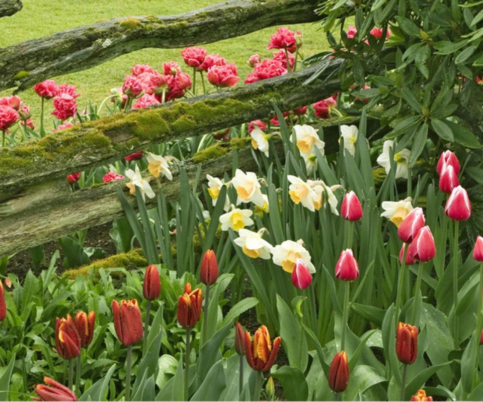 Fondo de pantalla Tulip Field 960x800