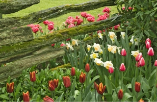 Tulip Field Picture for Android, iPhone and iPad