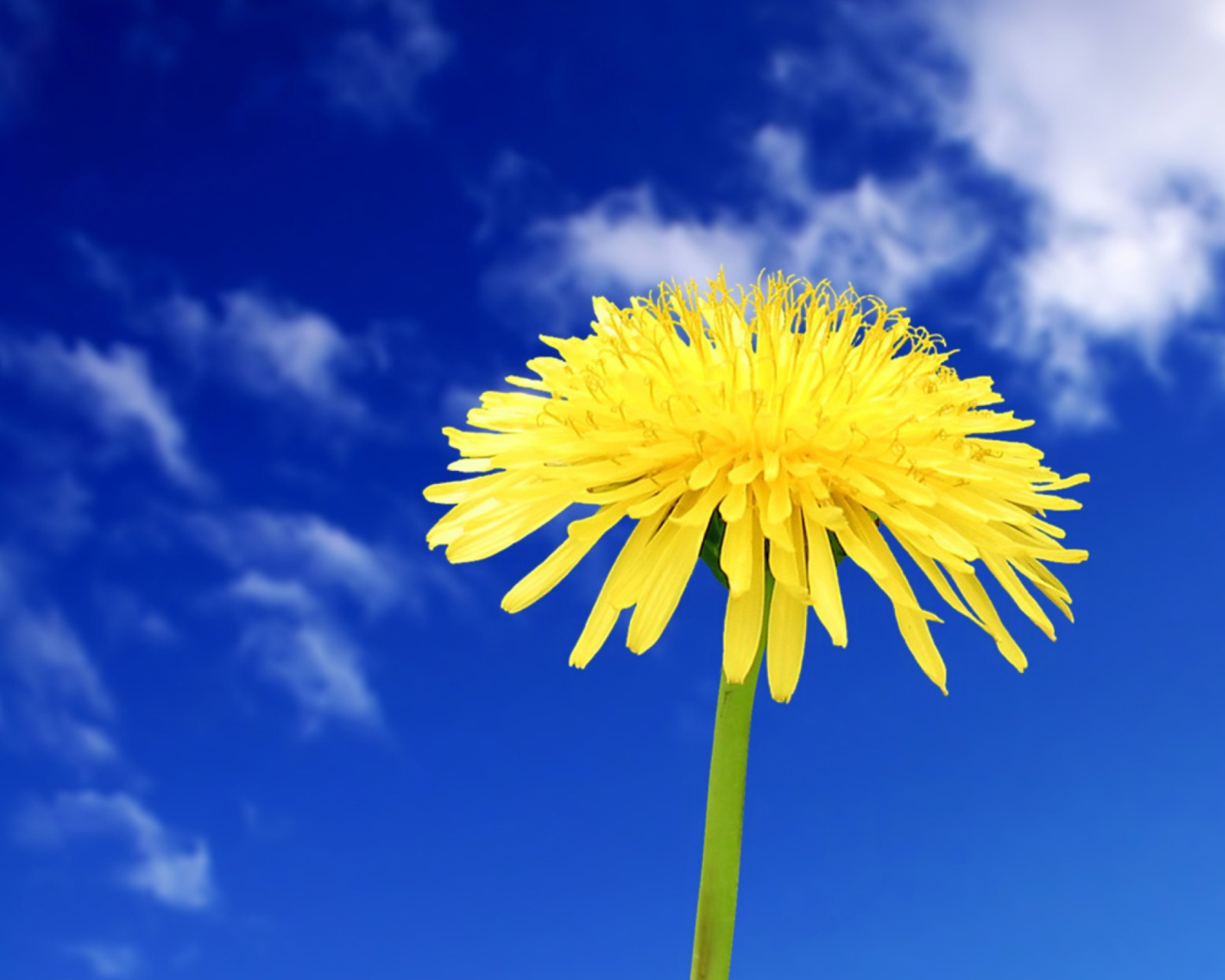 Das Yellow Dandelion Wallpaper 1600x1280