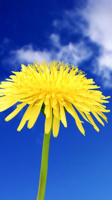 Sfondi Yellow Dandelion 360x640