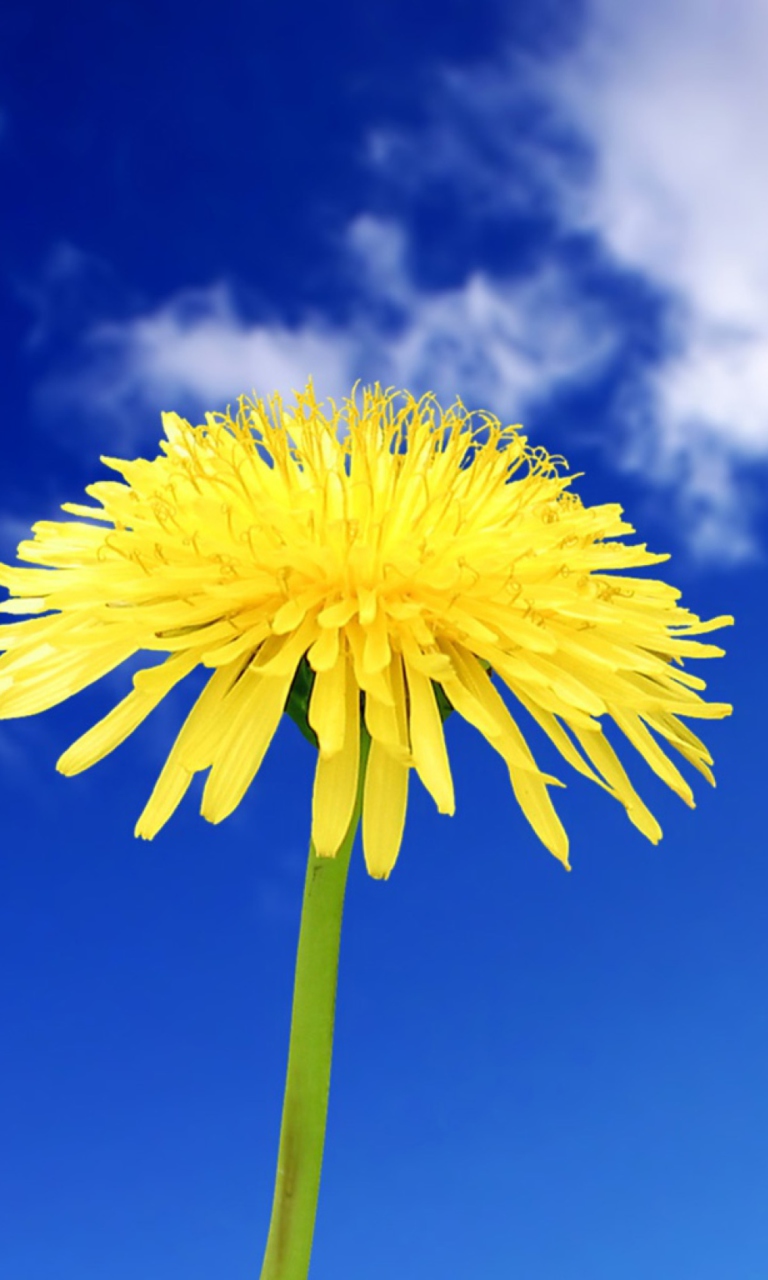 Yellow Dandelion wallpaper 768x1280