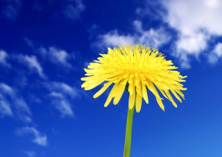 Free Yellow Dandelion Picture for Android, iPhone and iPad