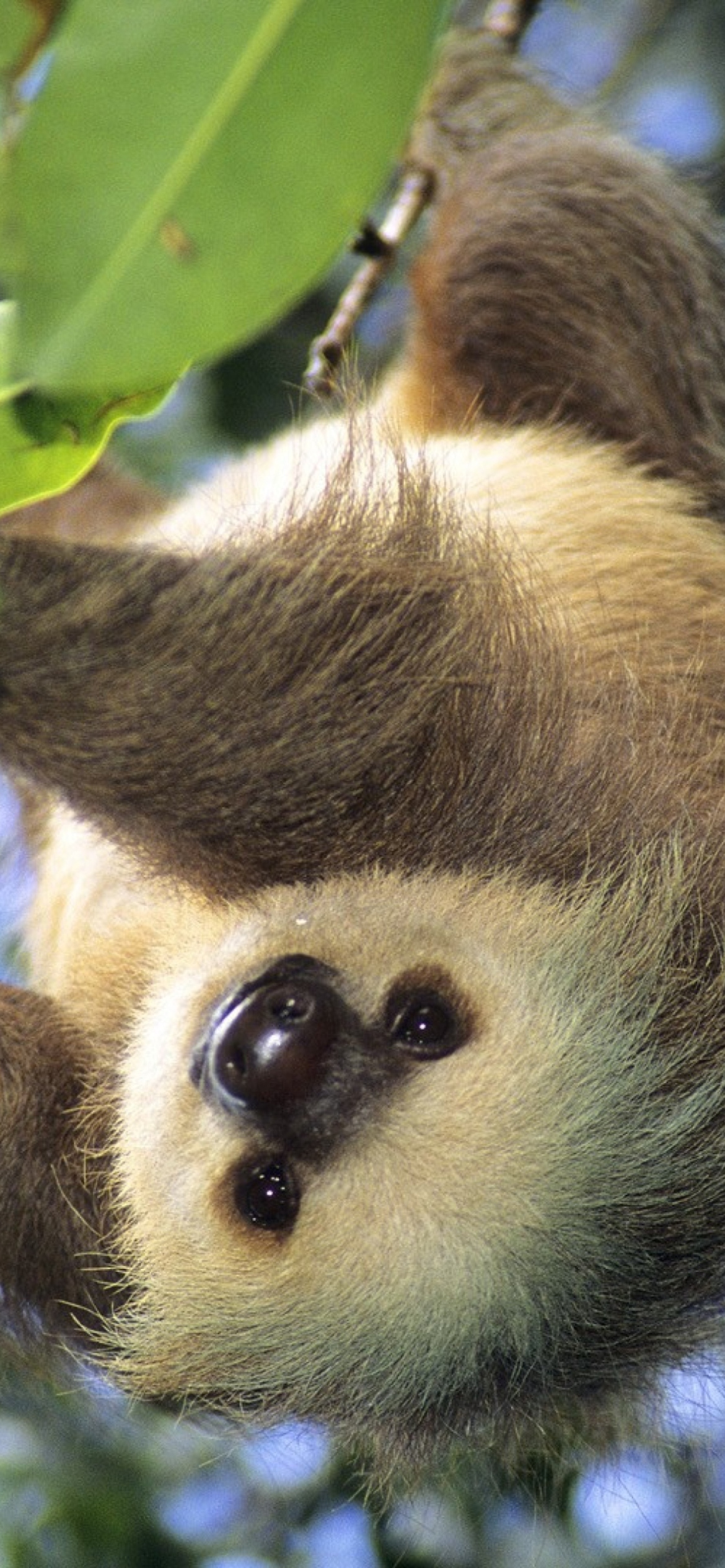 Das Sloth Baby Wallpaper 1170x2532