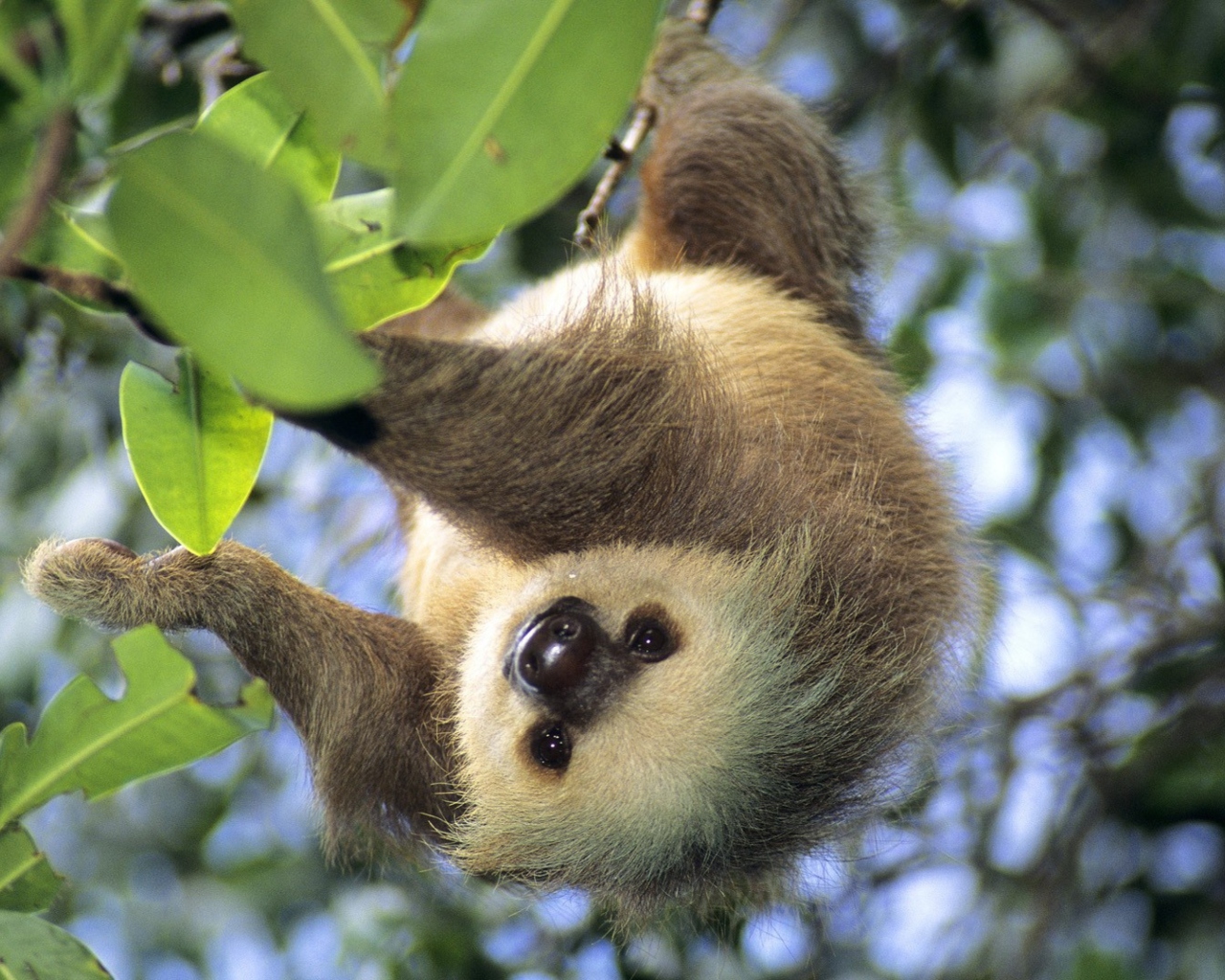 Sfondi Sloth Baby 1280x1024