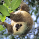 Sfondi Sloth Baby 128x128