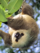 Das Sloth Baby Wallpaper 132x176