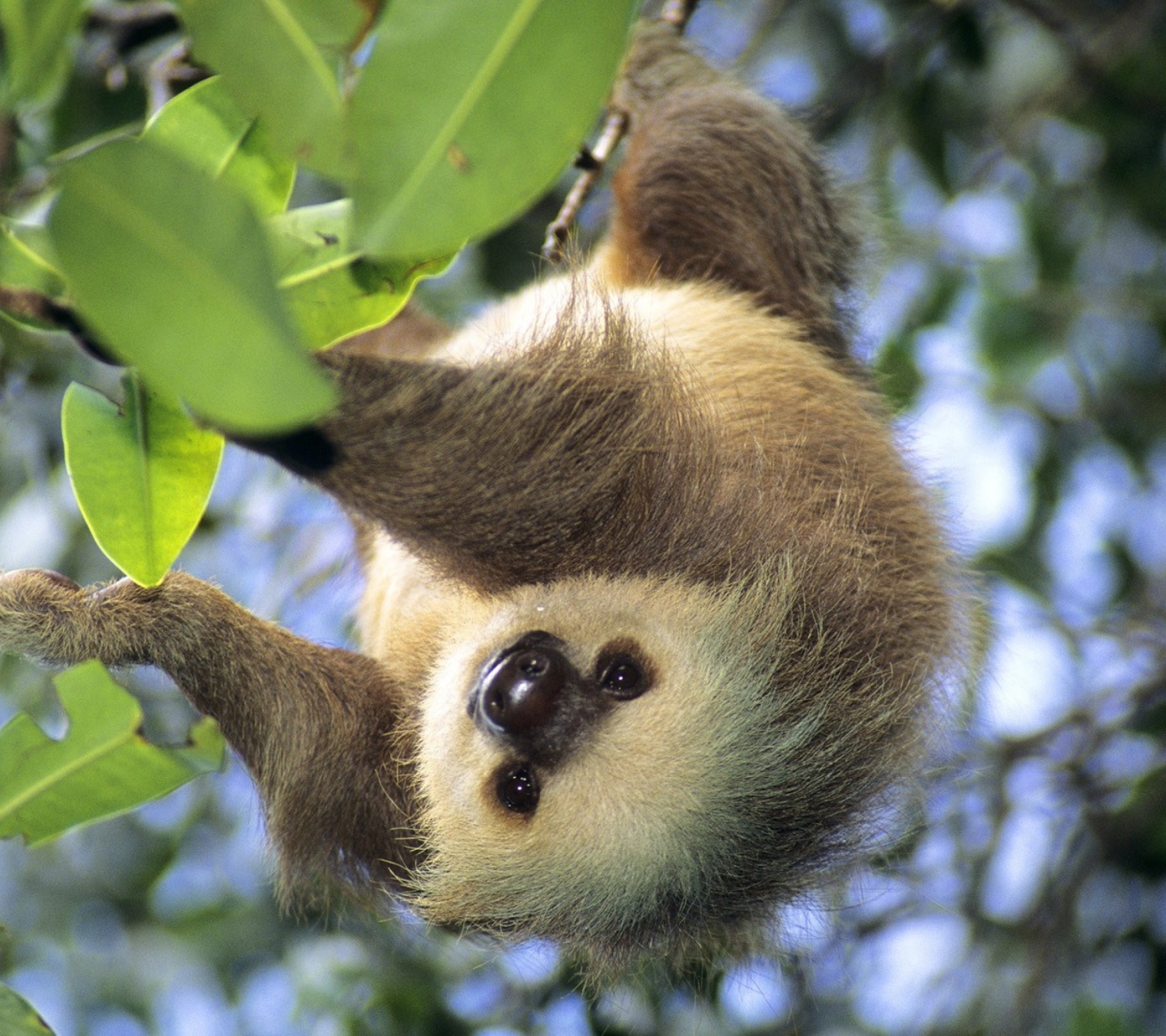 Fondo de pantalla Sloth Baby 1440x1280