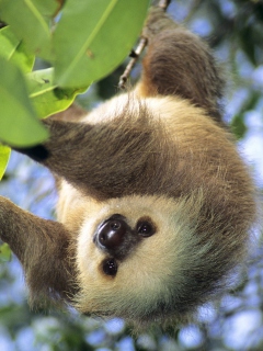 Sloth Baby screenshot #1 240x320