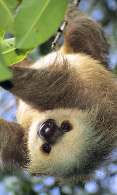 Sloth Baby wallpaper 240x400