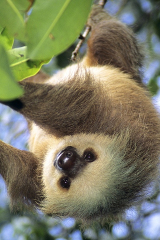 Sloth Baby wallpaper 320x480