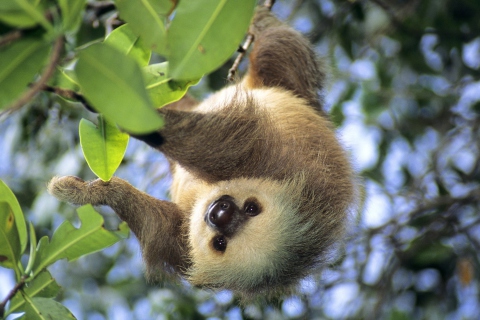 Sloth Baby wallpaper 480x320
