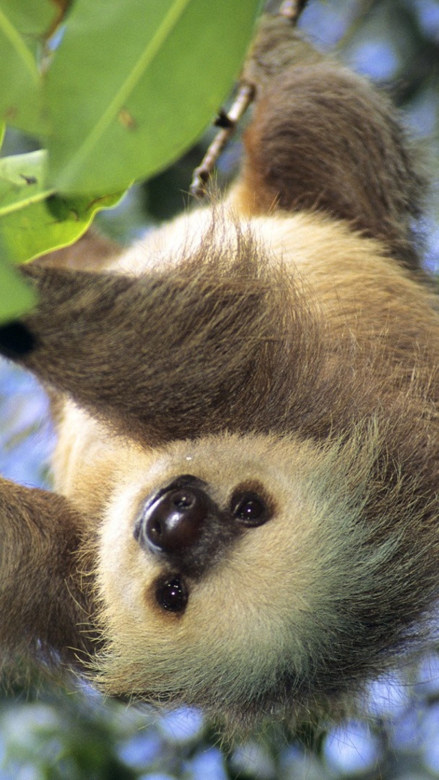 Sloth Baby wallpaper 640x1136