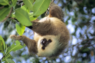 Sloth Baby sfondi gratuiti per 1200x1024