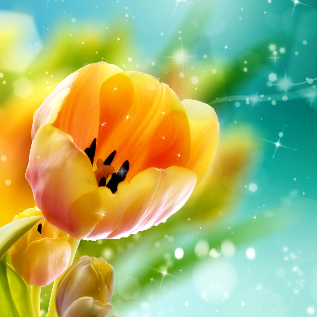 Bokeh Tulip wallpaper 1024x1024