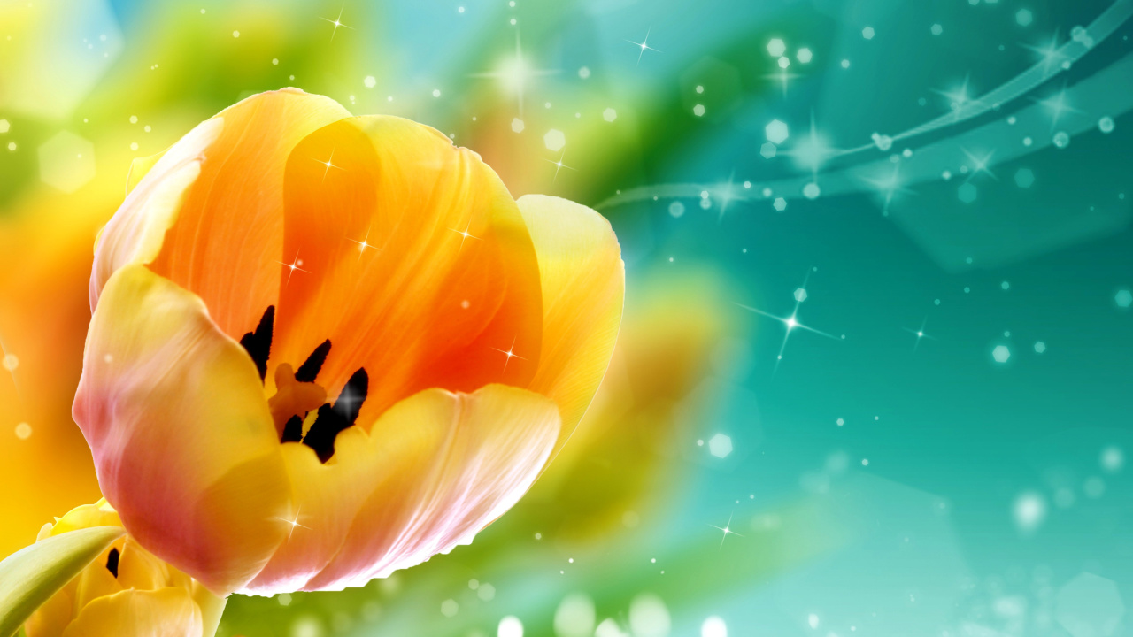 Fondo de pantalla Bokeh Tulip 1280x720