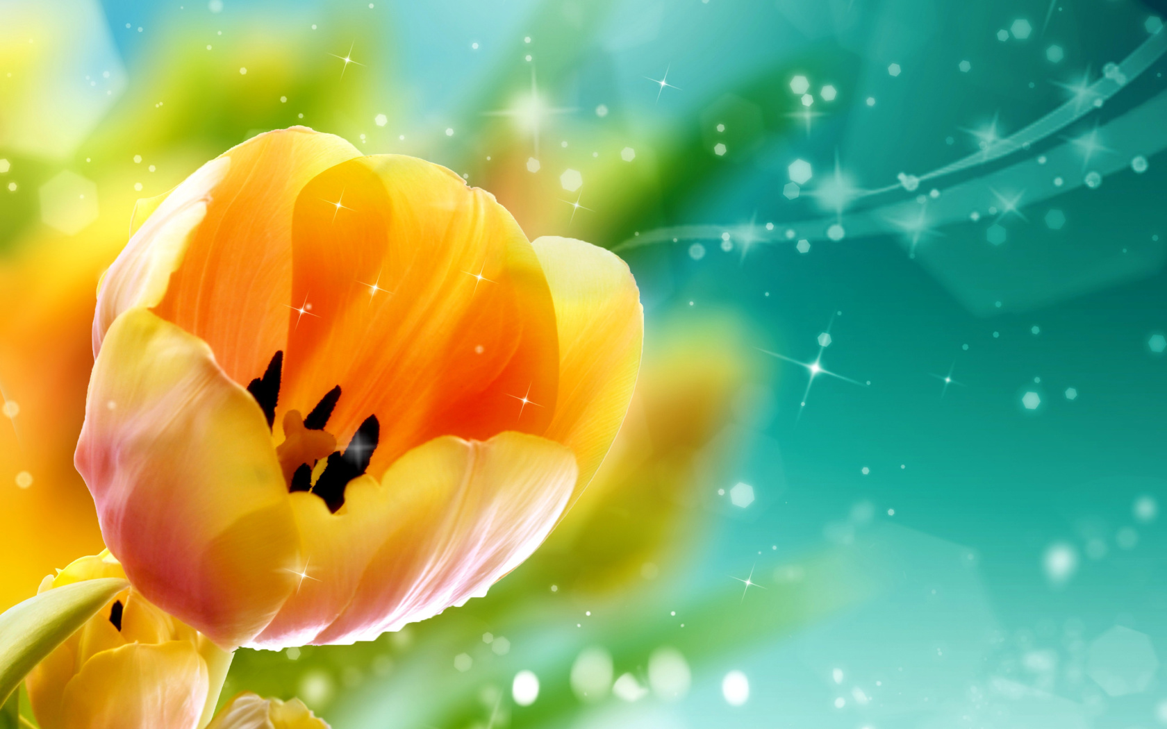 Bokeh Tulip wallpaper 1680x1050