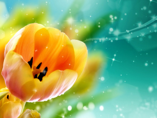 Das Bokeh Tulip Wallpaper 320x240