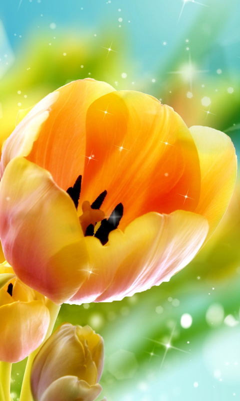 Bokeh Tulip screenshot #1 480x800