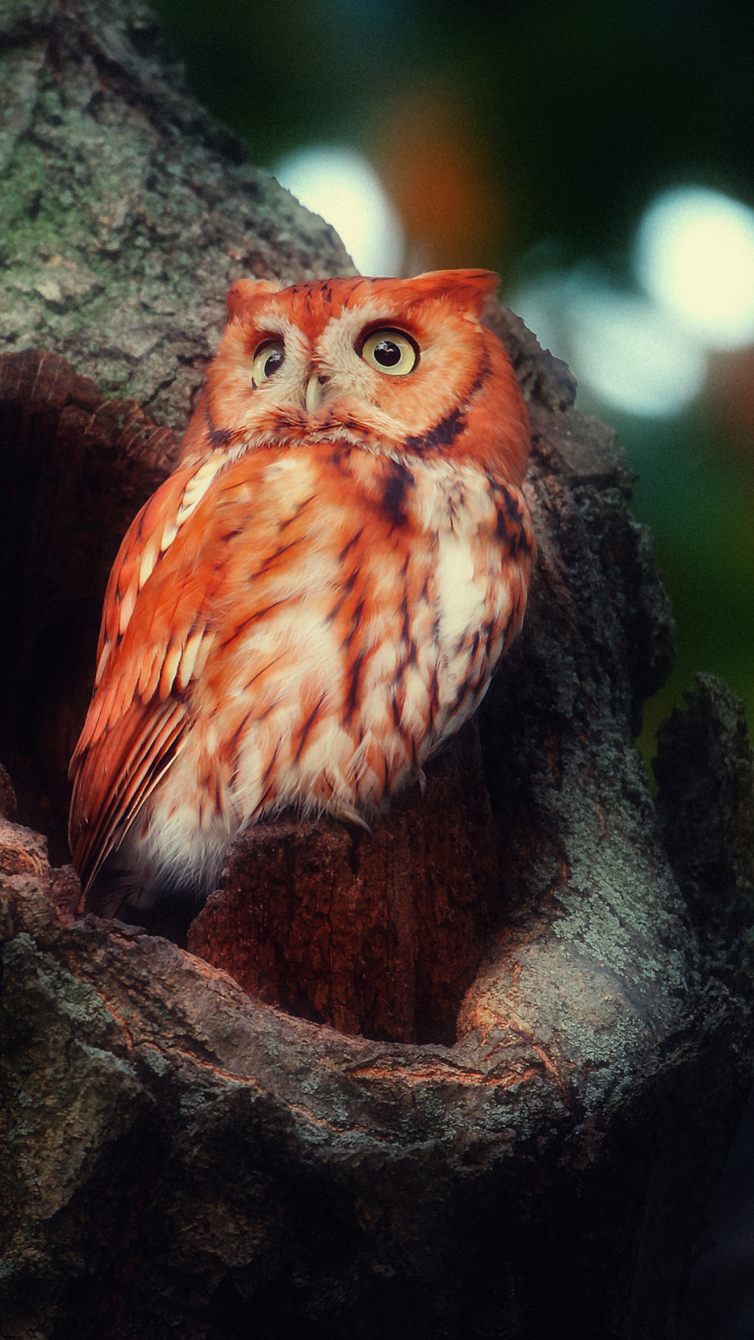 Fondo de pantalla Red Owl 1080x1920