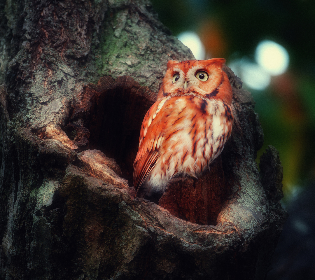 Das Red Owl Wallpaper 1080x960
