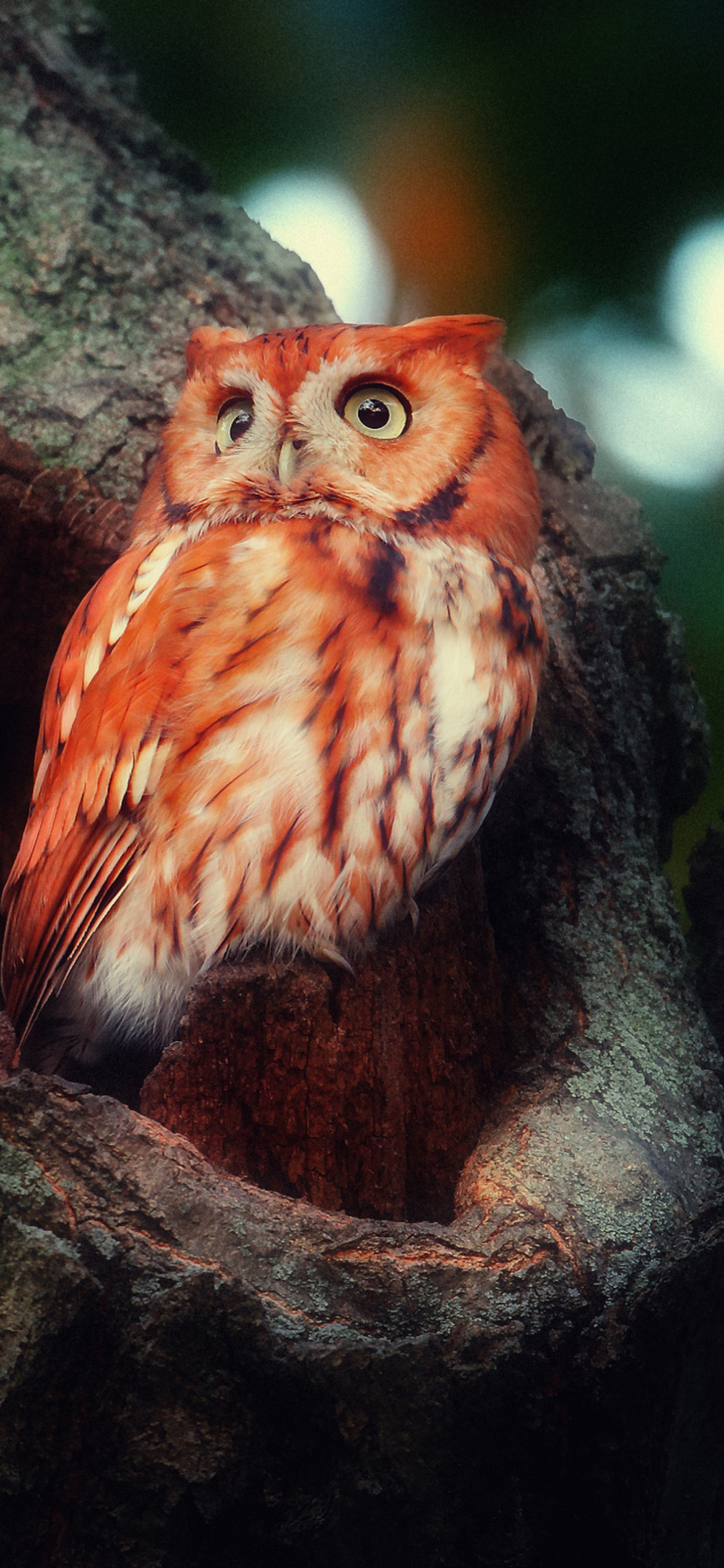 Das Red Owl Wallpaper 1170x2532