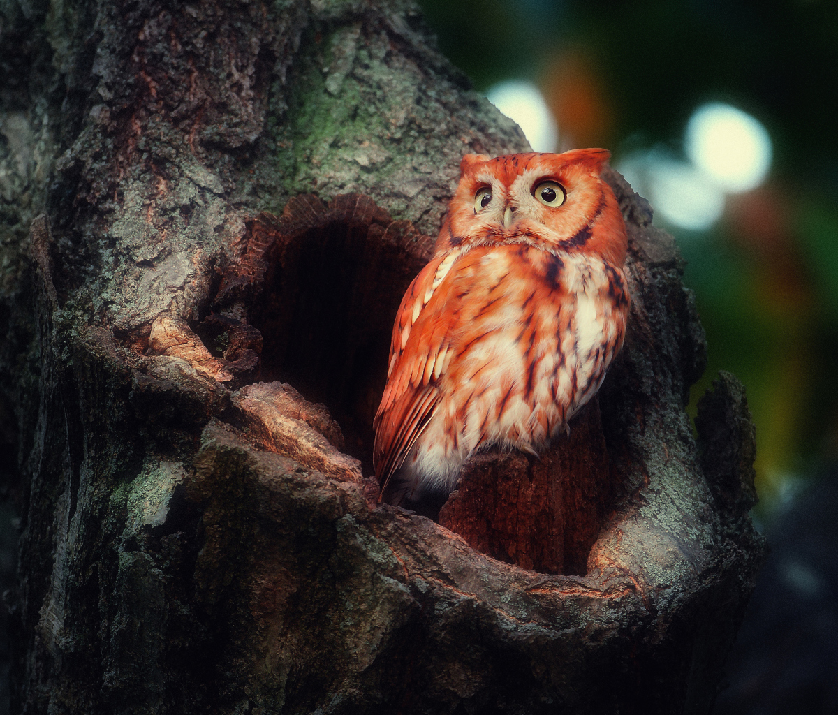 Red Owl screenshot #1 1200x1024