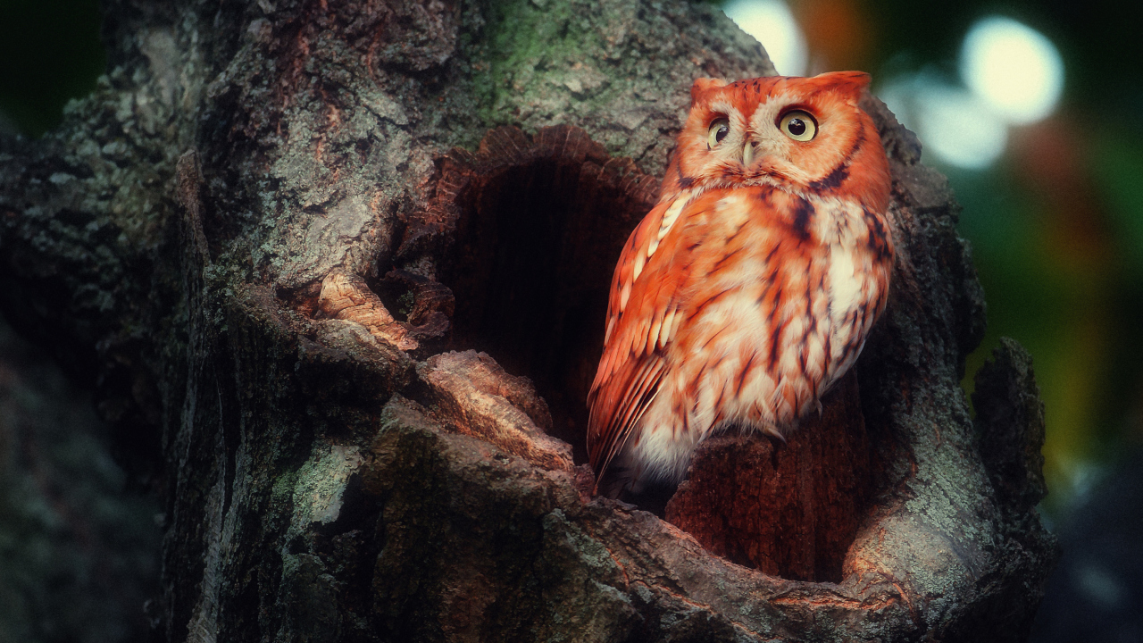 Sfondi Red Owl 1280x720
